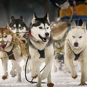 Fundraising Page: Tampa Huskies